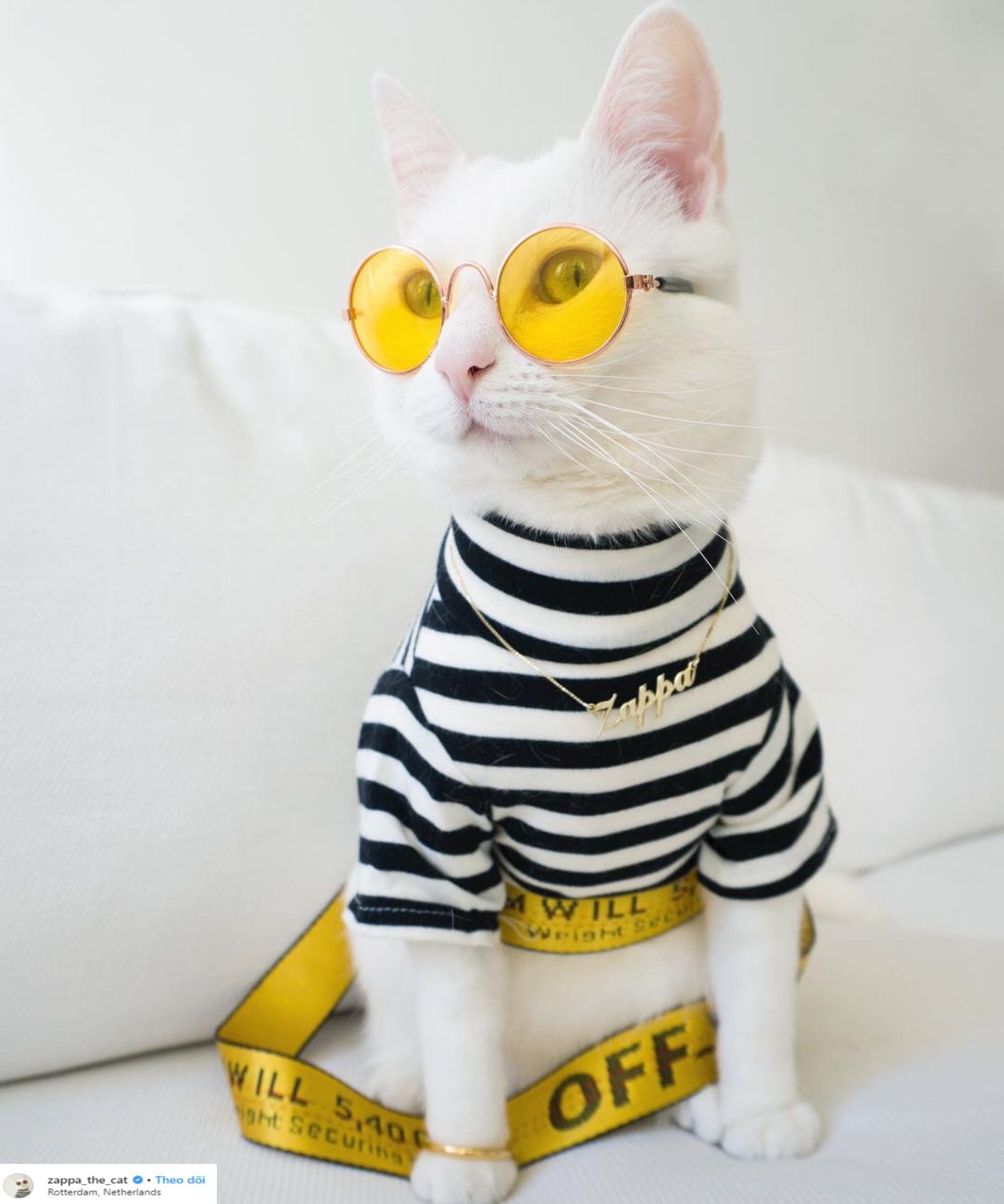mèo zappa mặc áo kẻ ngang và mắt kính màu vàng