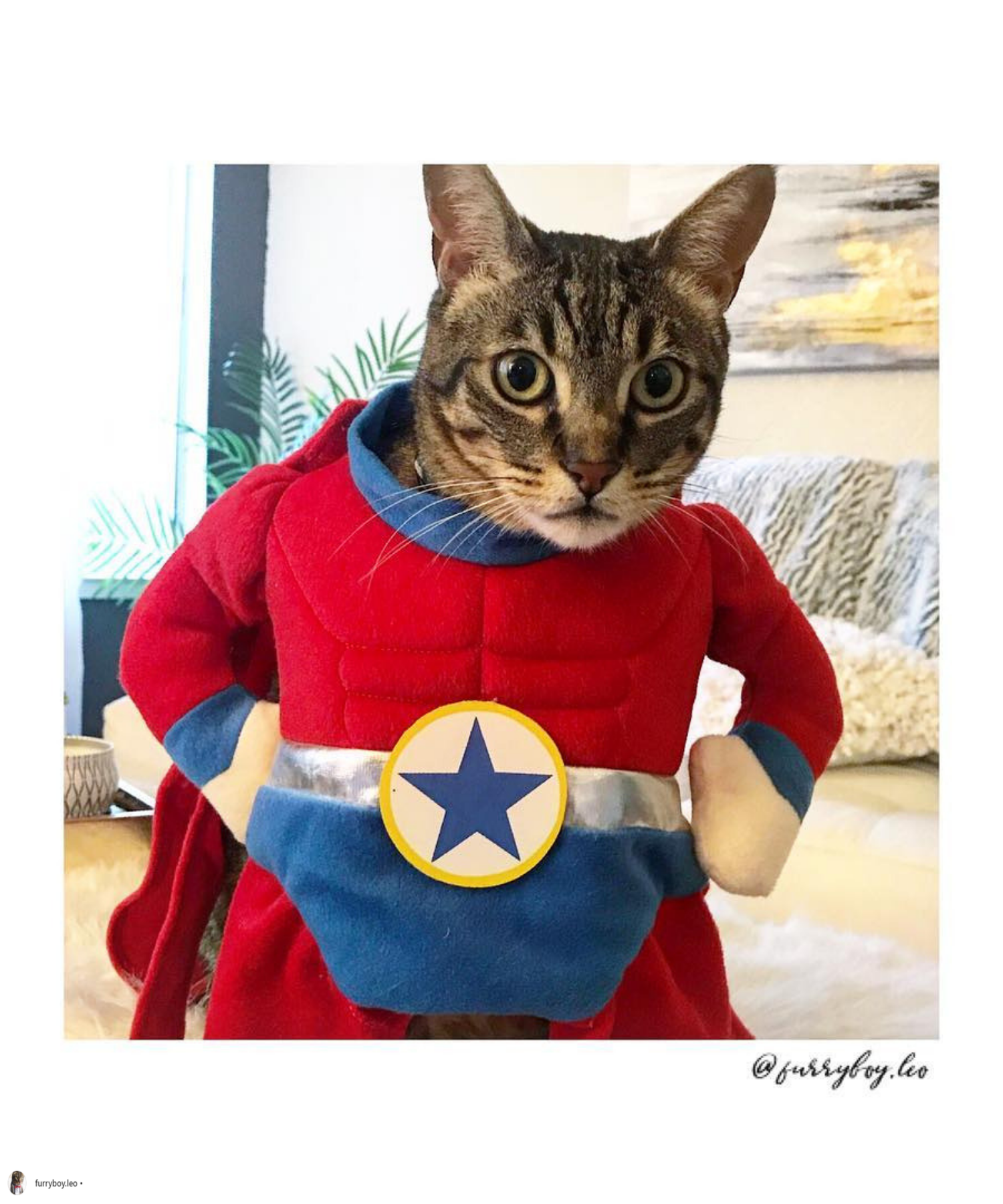 mèo furry boy leo mặc áo super man