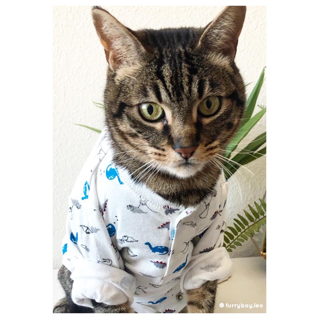 mèo furry boy leo mặc áo pyjama