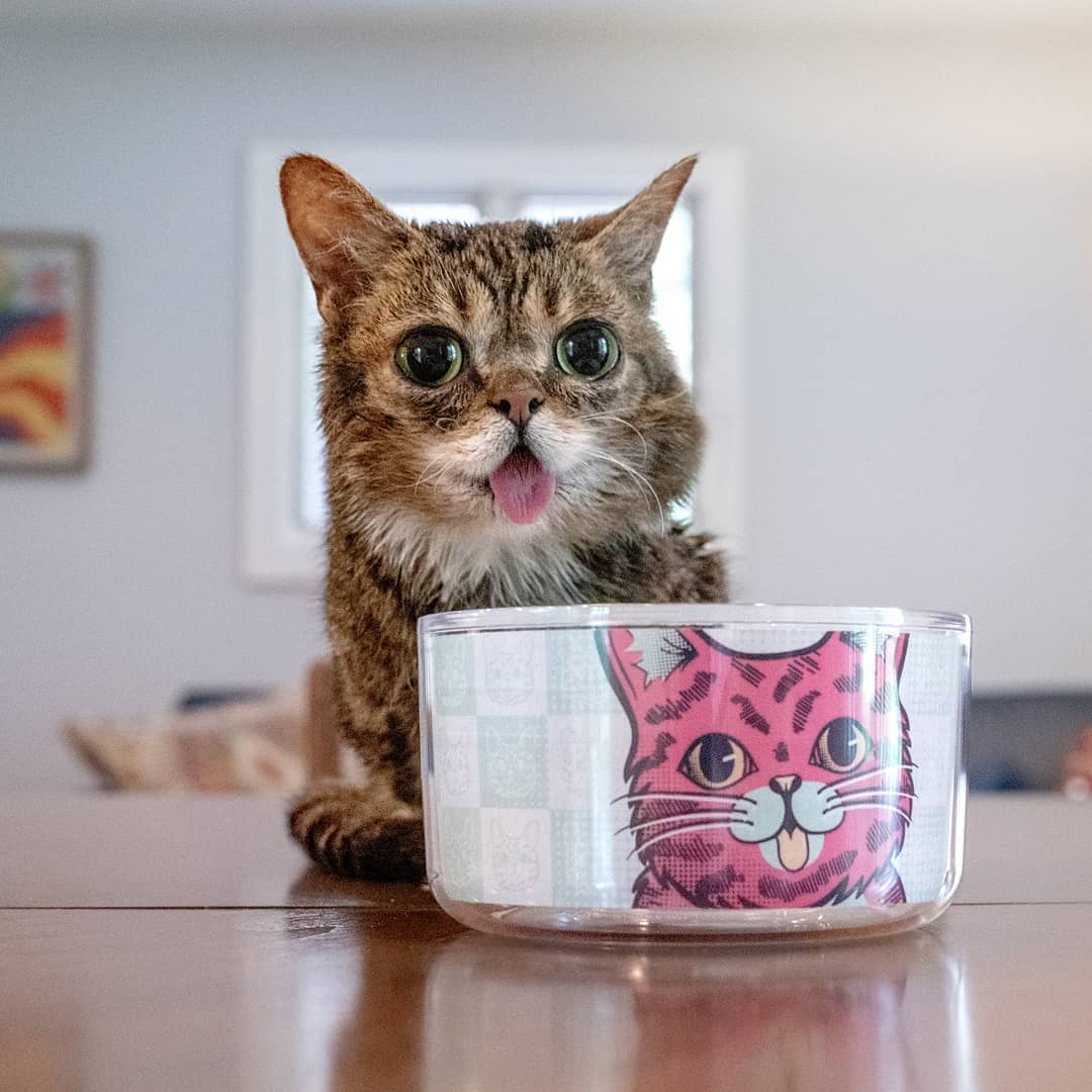 Tài khoản Instagram của meif Lil Bub