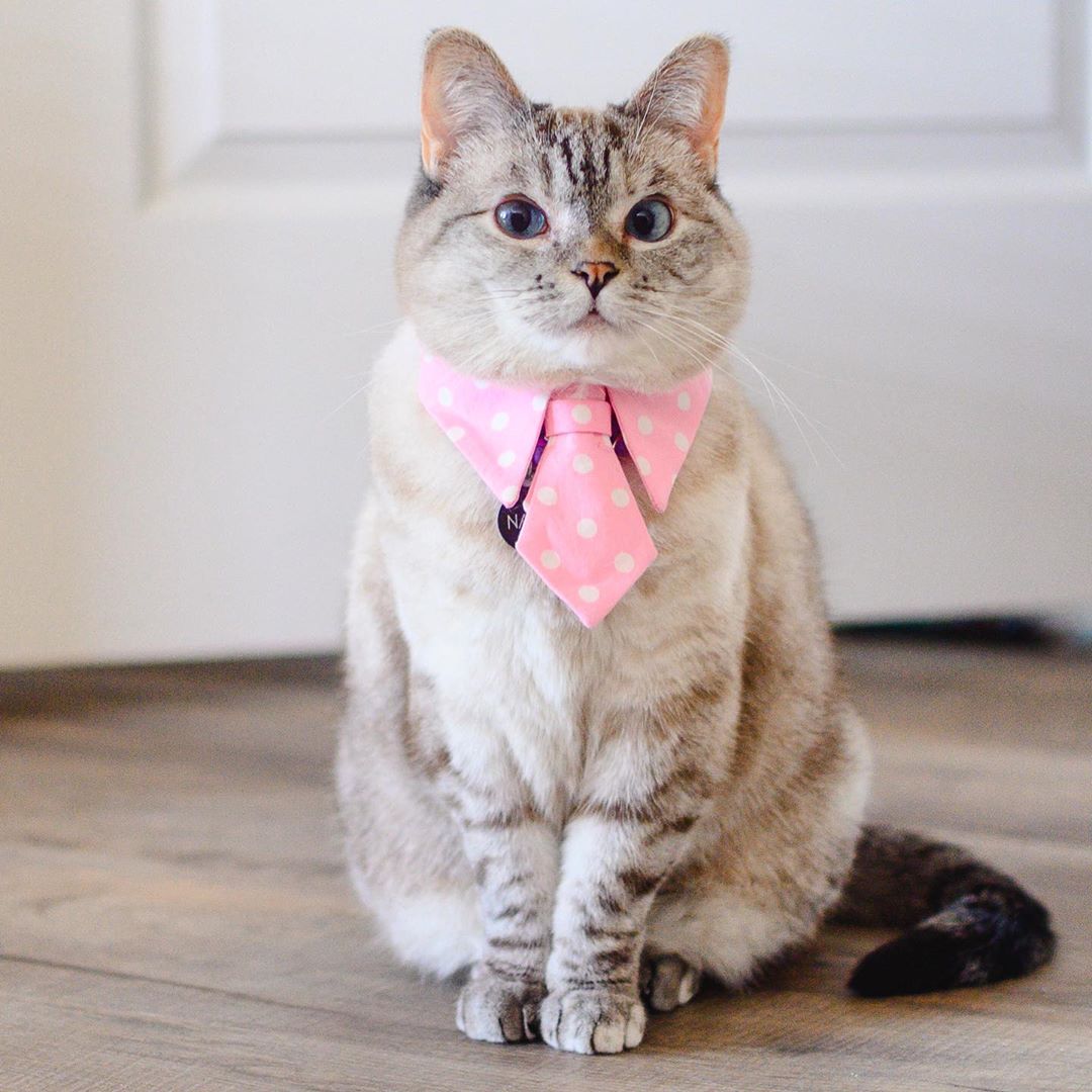 tài khoản instagram của nala cat
