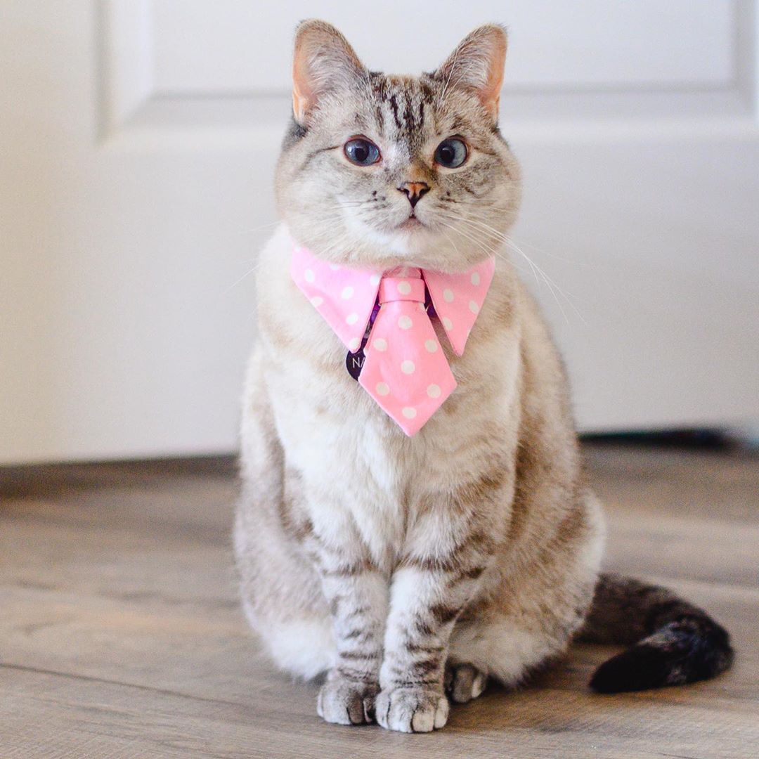 tài khoản instagram của nala cat