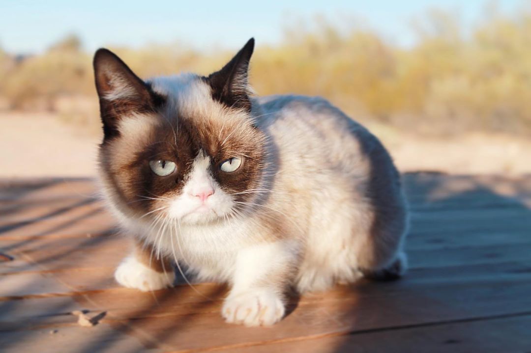 tài khoản instagram của thú cưng grumpy cat