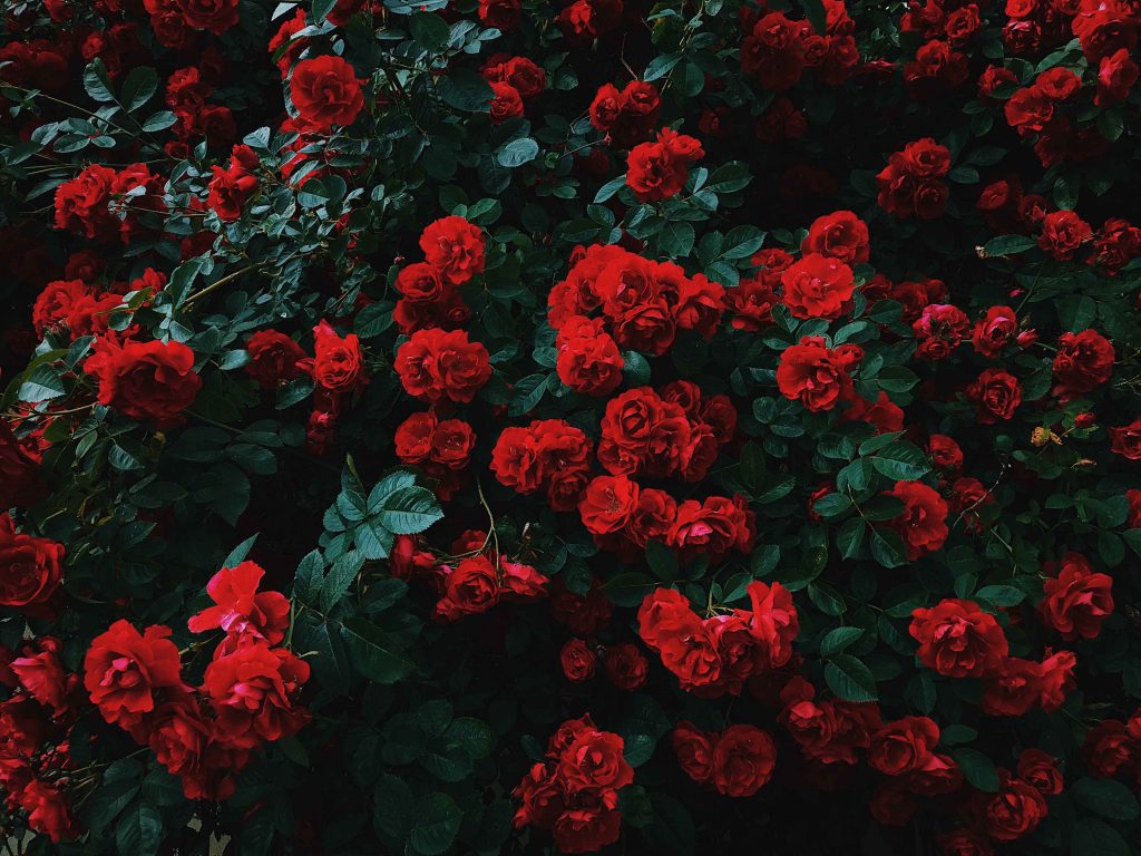 bụi hoa hồng đỏ