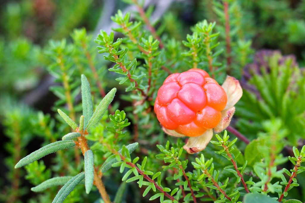 bí quyết làm đẹp tự nhiên từ quả cloudberry - loại quả chỉ mọc hoang tại vùng Scandinavia BẮc Âu