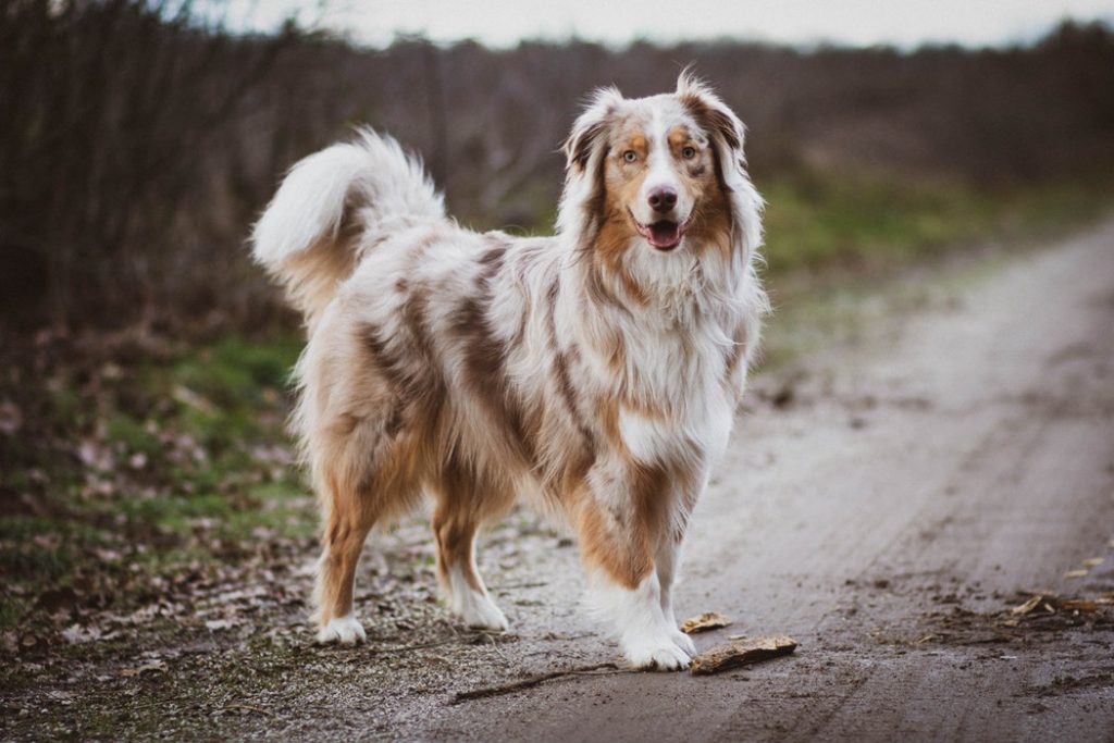 Australian Shepherd