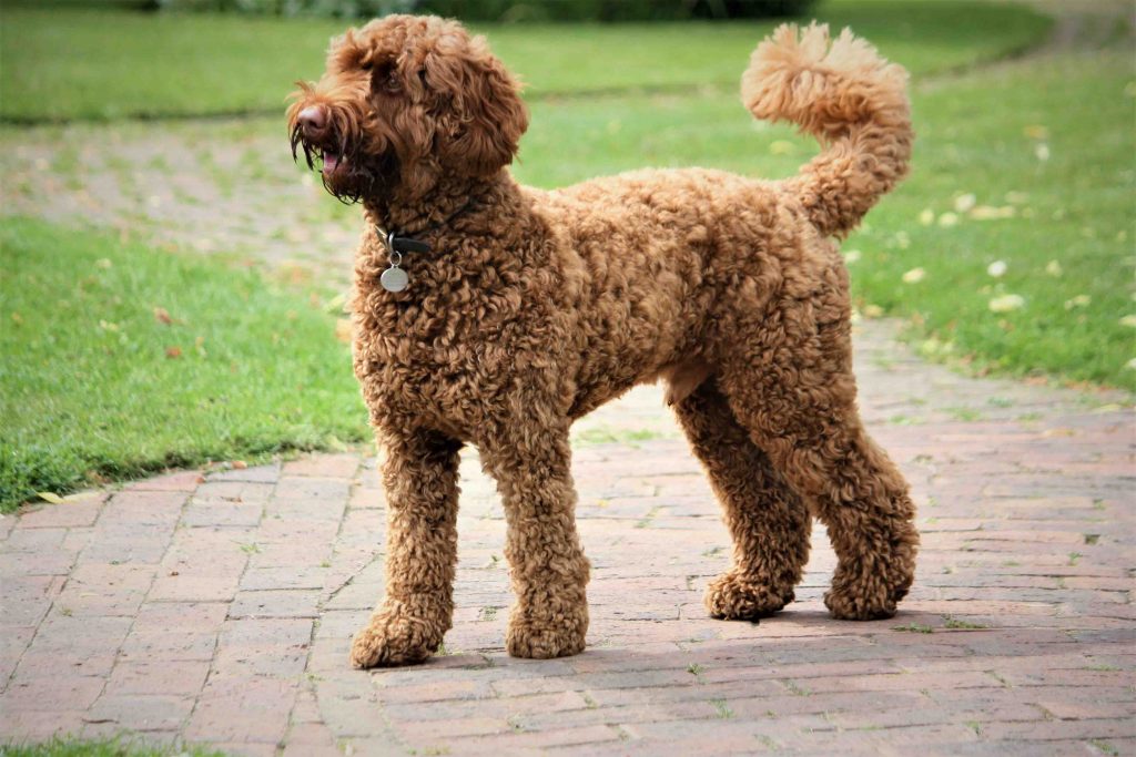 chó Labradoodle