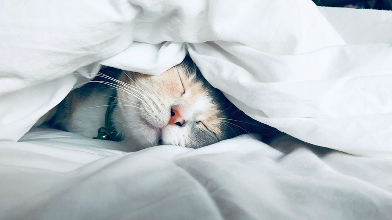 cách để tỉnh ngủ ngay lập tức