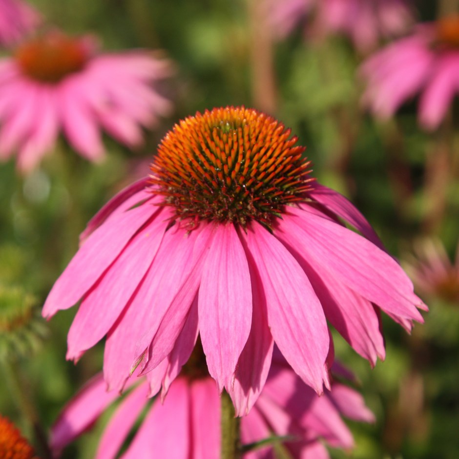 bí quyết làm đẹp từ hoa cúc tím Enchinacea