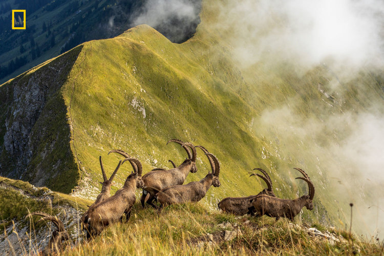 king of the alps