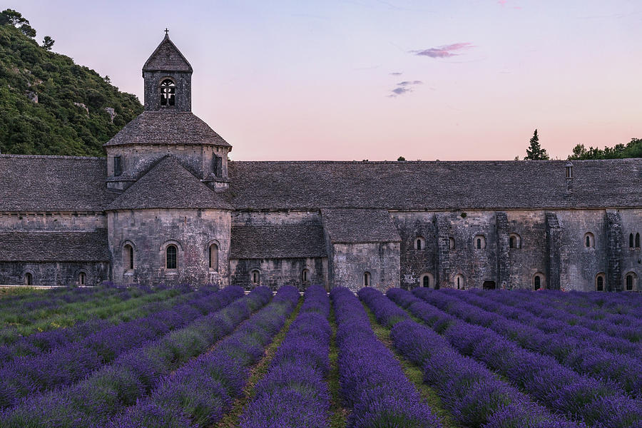 lavender ở notre dame