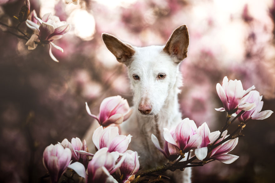 dog photographer of the year