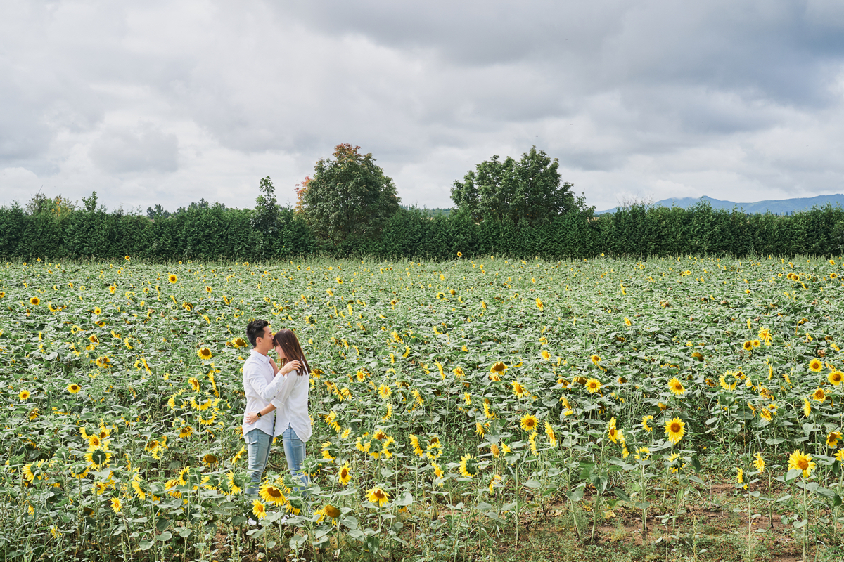 cánh đồng hoa hướng dương ở hokkaido