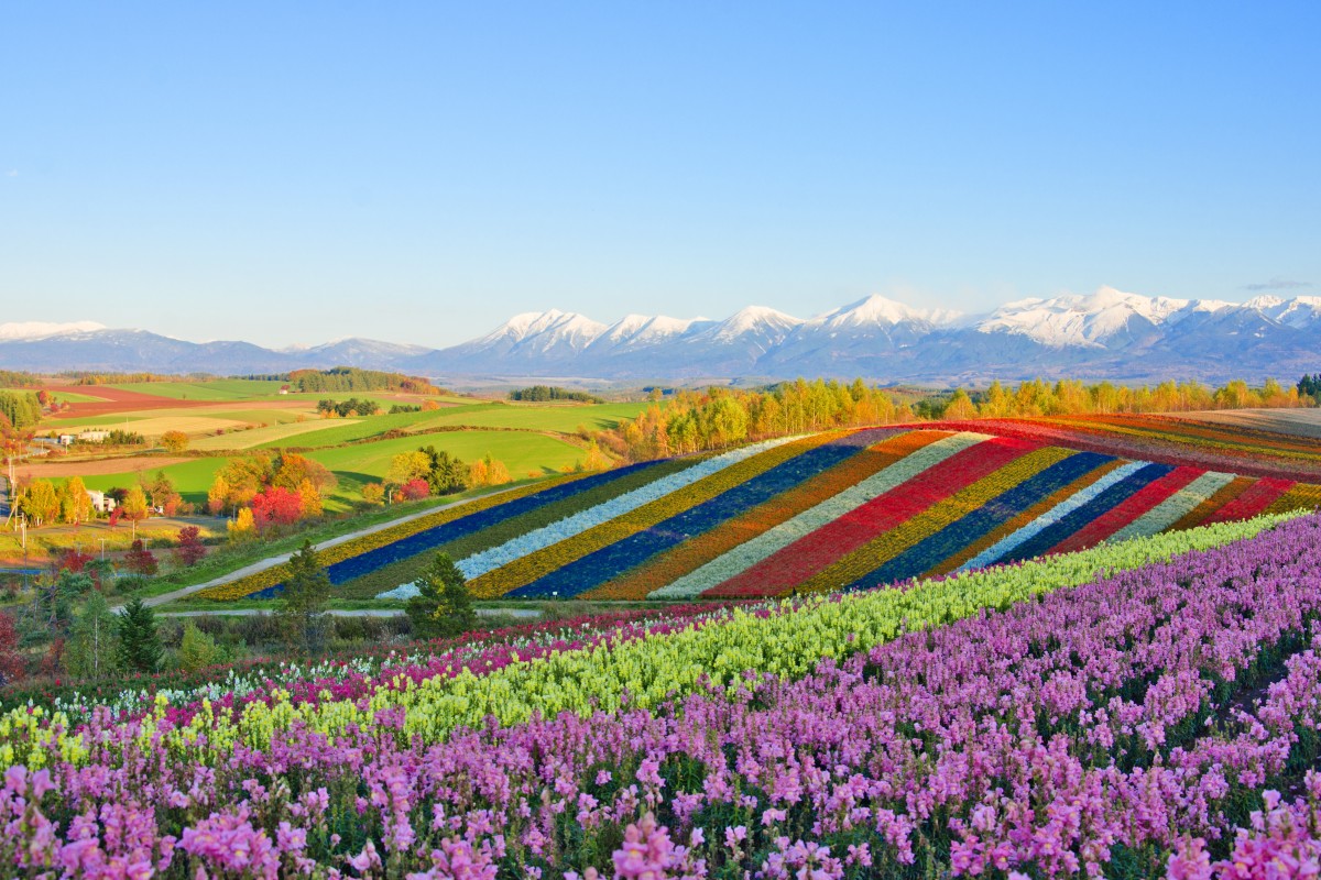 cánh đồng hoa ở hokkaido