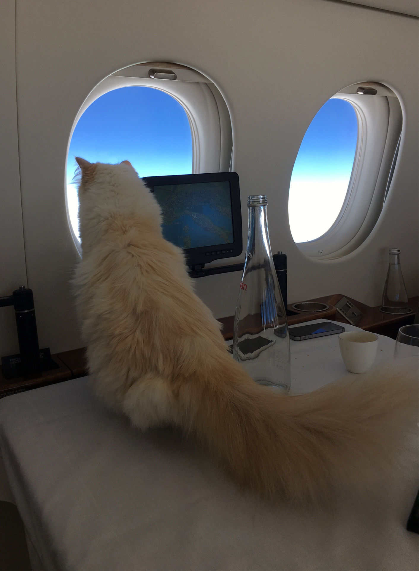 mèo sành điệu nhất Instagram - mèo choupette bay cùng karl lagerfeld