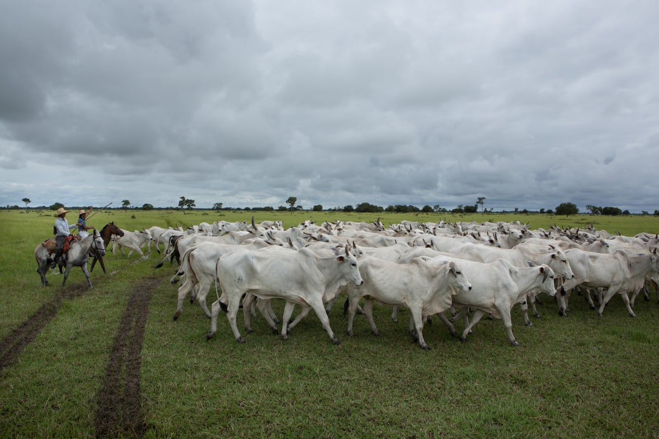 chăn nuôi bò ở Brazil