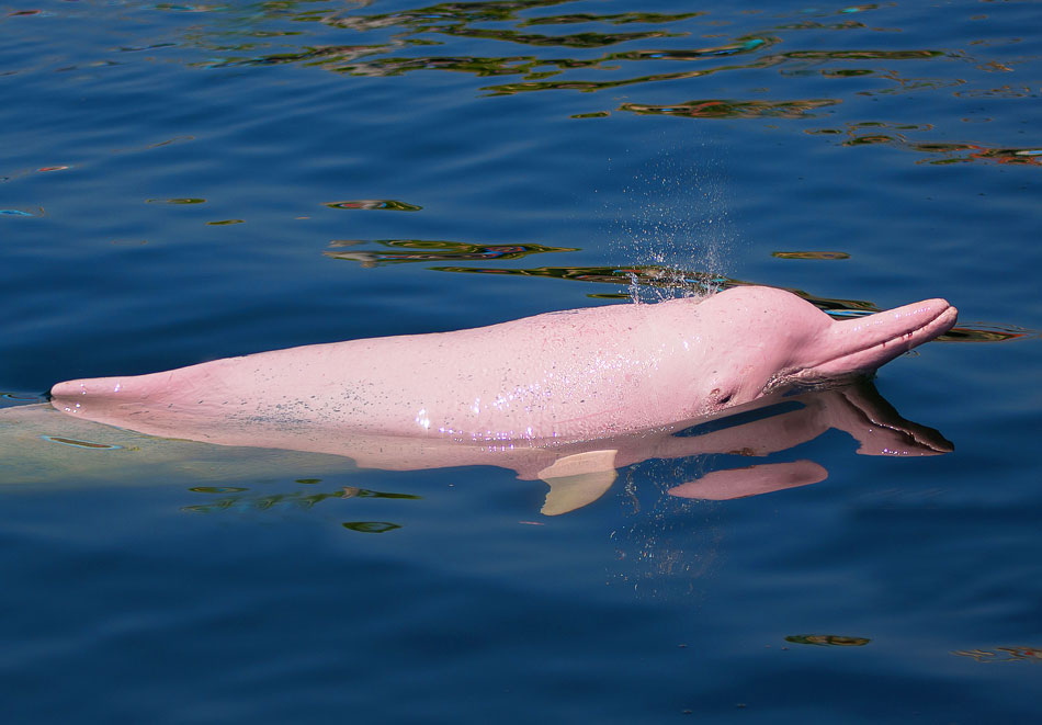 cá heo hồng ở amazon