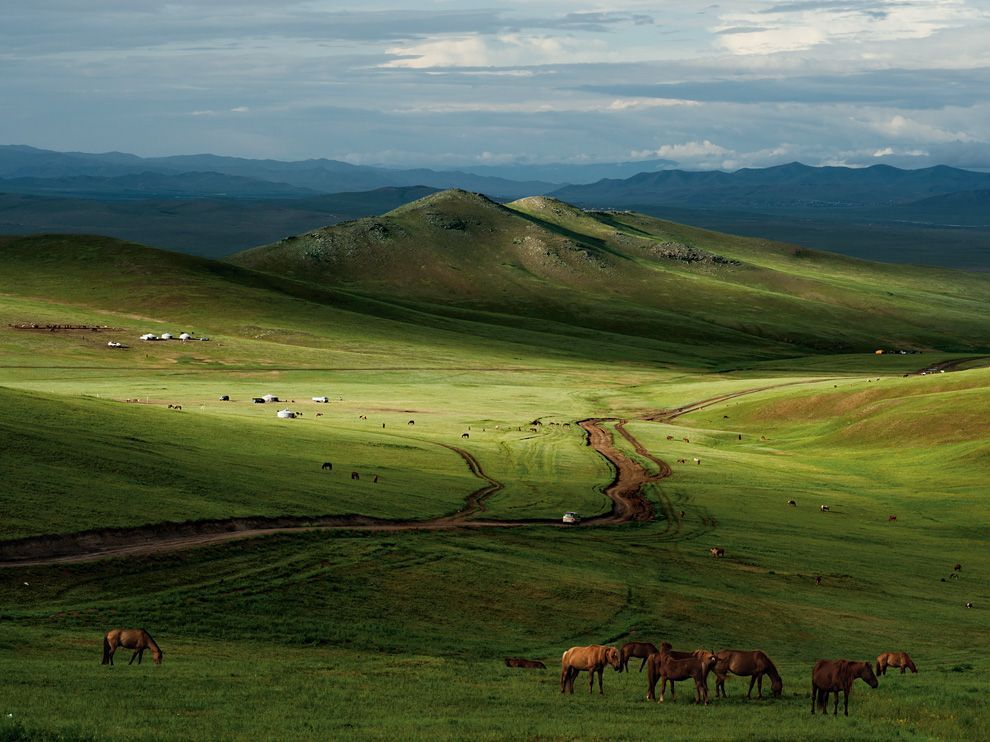 ngựa ở đồng cỏ hulunbuir