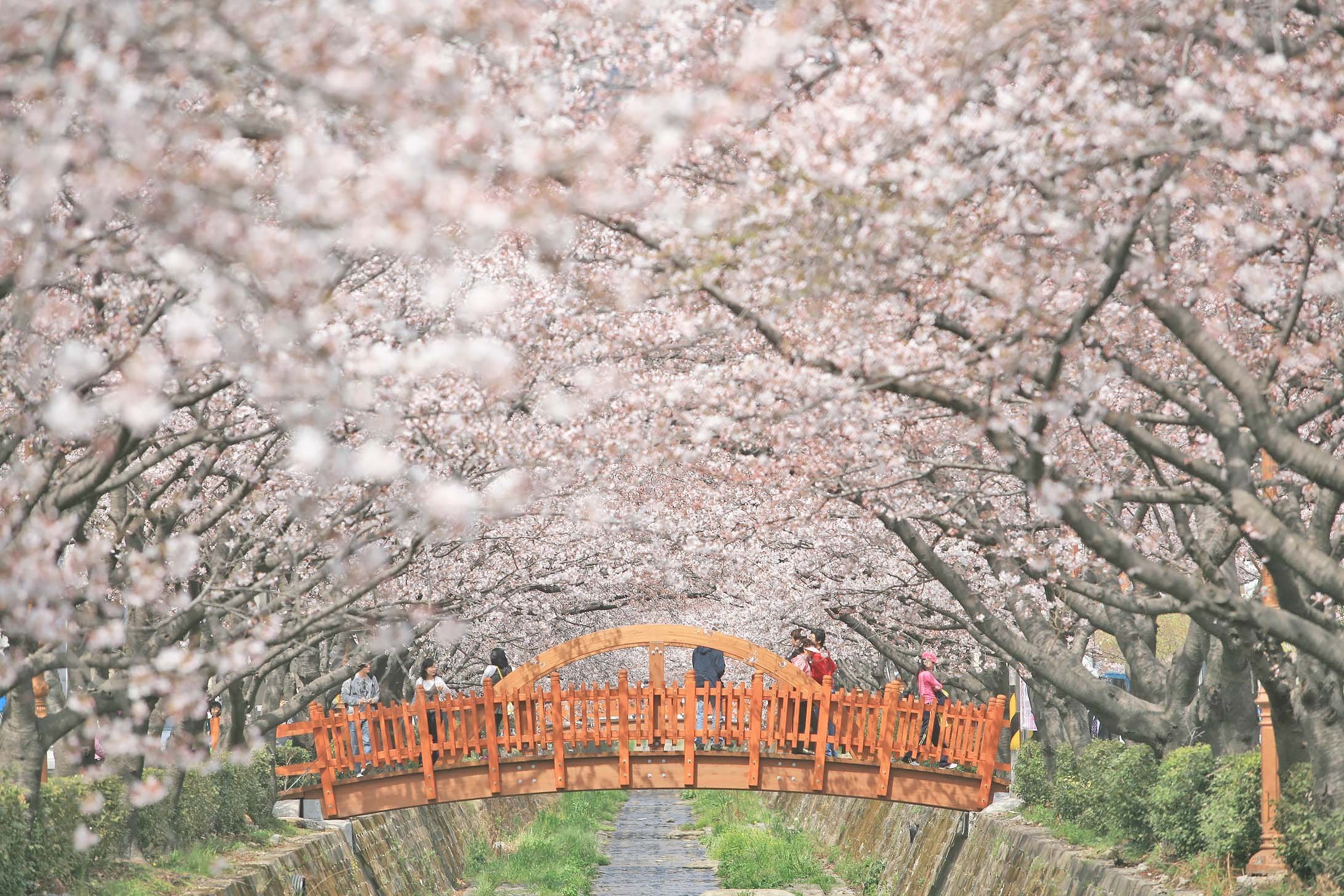 du lịch hàn quốc jinhae