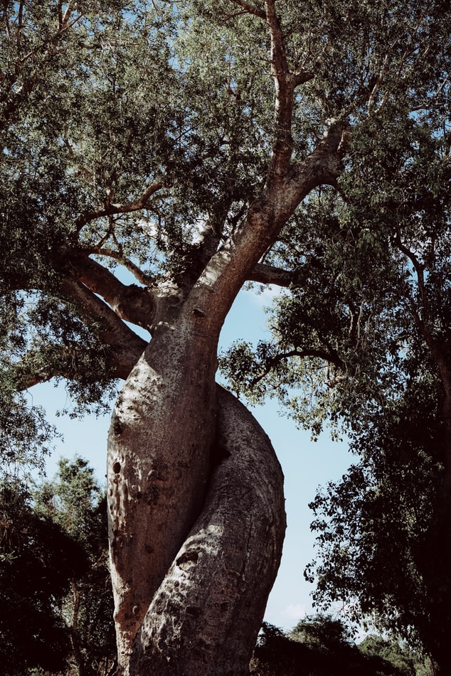 da mặt căng bóng từ dầu baobab