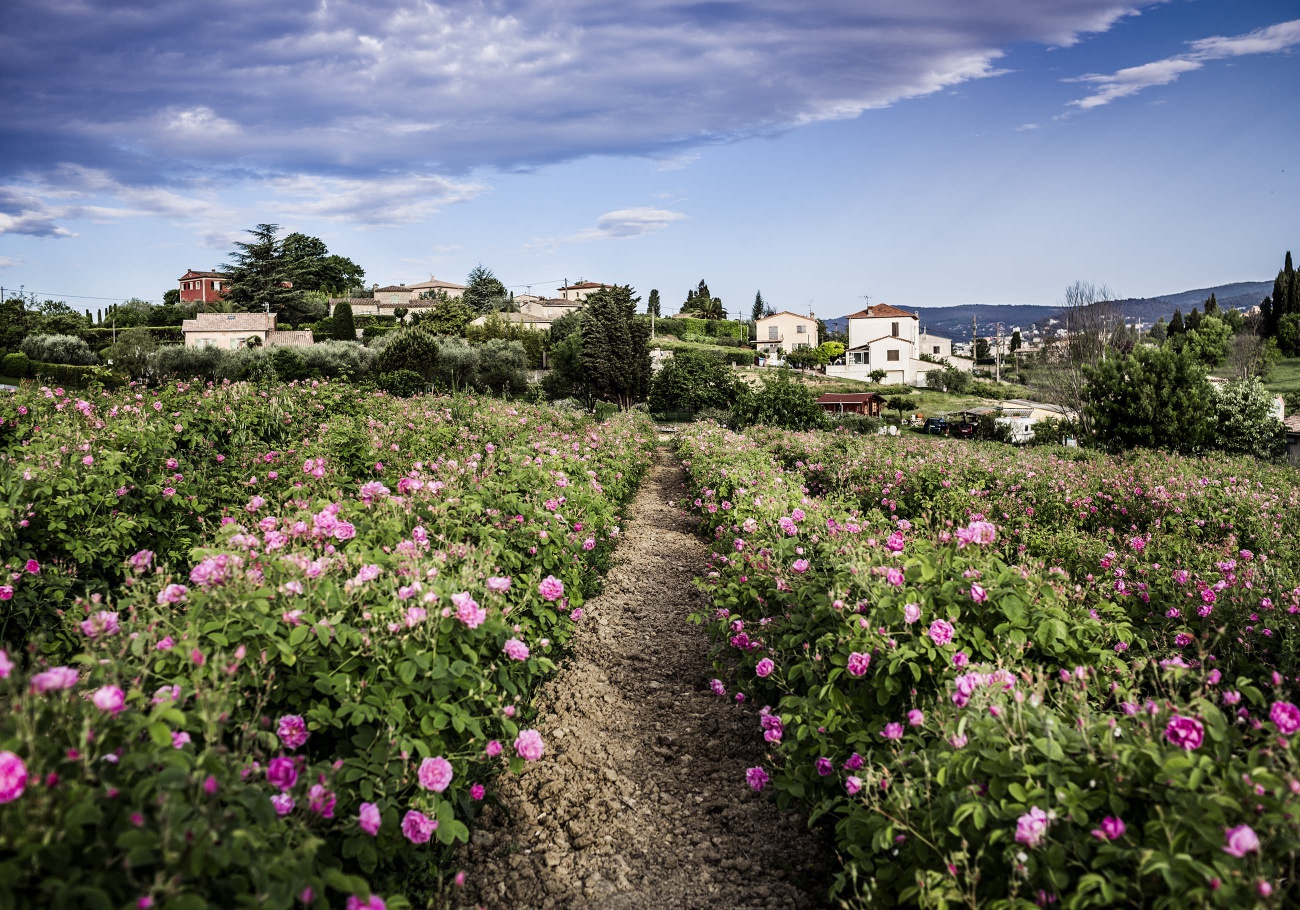 nước hoa vườn hoa hồng Grasse lâu đài Dior