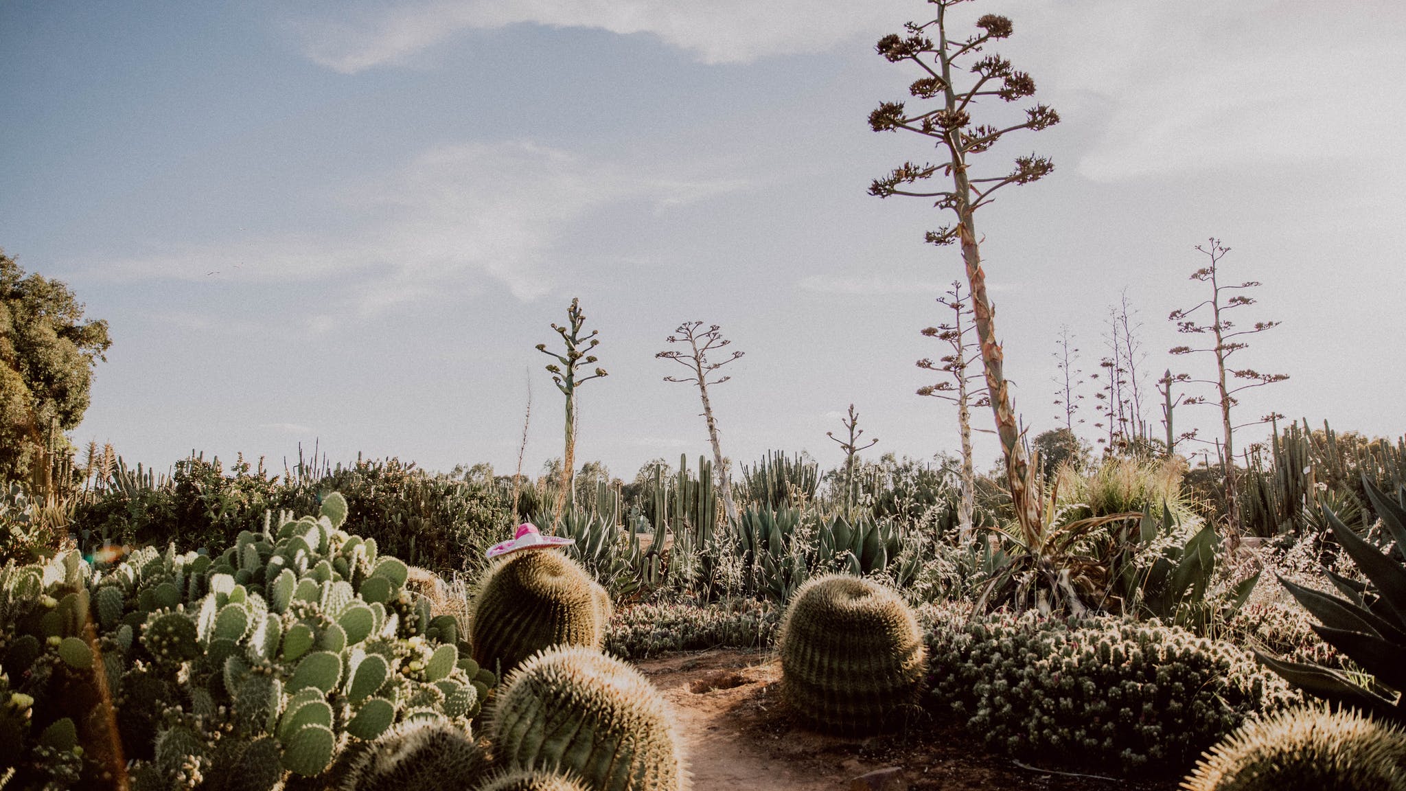 vườn cây cactus country