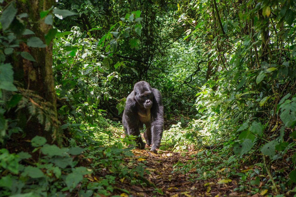 du lịch uganda