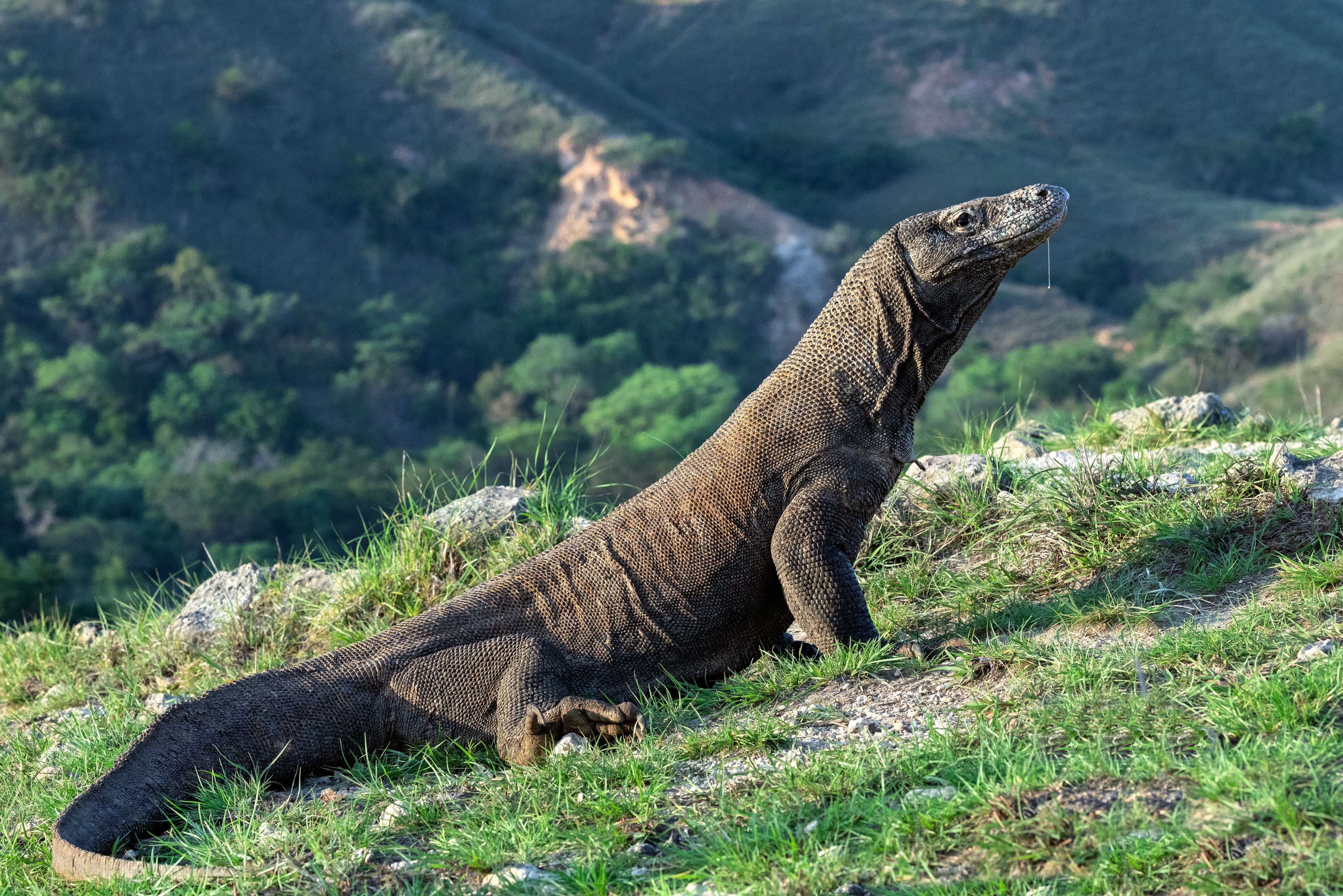 rồng komodo