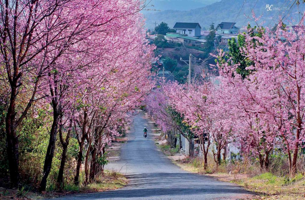 địa điểm con đường hoa đào