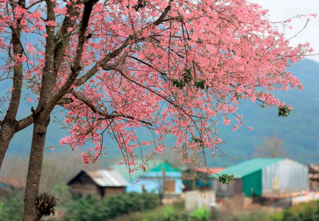 địa điểm ngắm hoa đào tại Đà Lạt