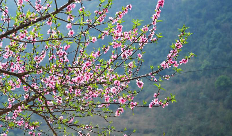 Những địa điểm ngắm hoa mùa Xuân lý tưởng nhất tại Việt Nam | ELLE