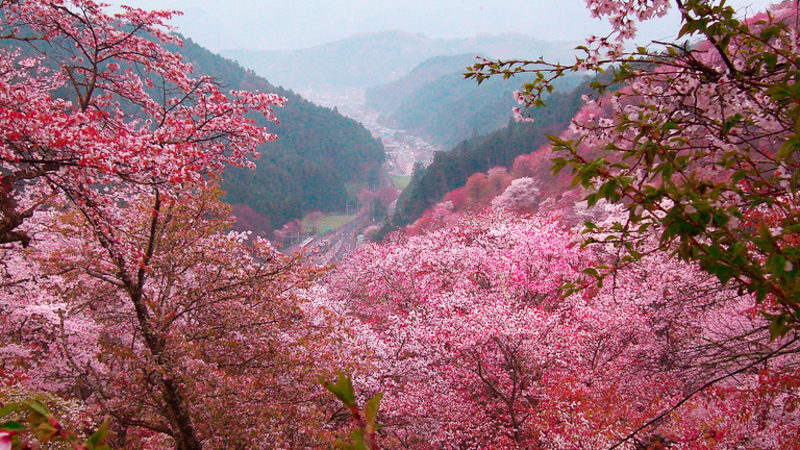 Cherry blossoms are in full bloom across the mountains of Moc Chau, Son La, creating a stunning and romantic landscape.