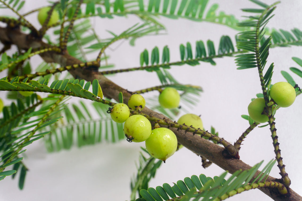 Dưỡng tóc-Qủa Amla.