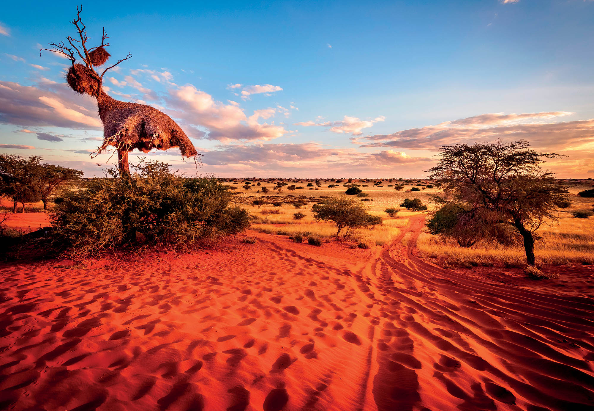 địa điểm sa mạc Kalahari