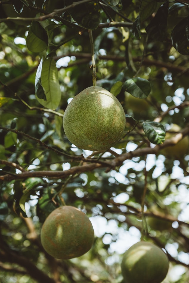 giảm cân bằng bưởi