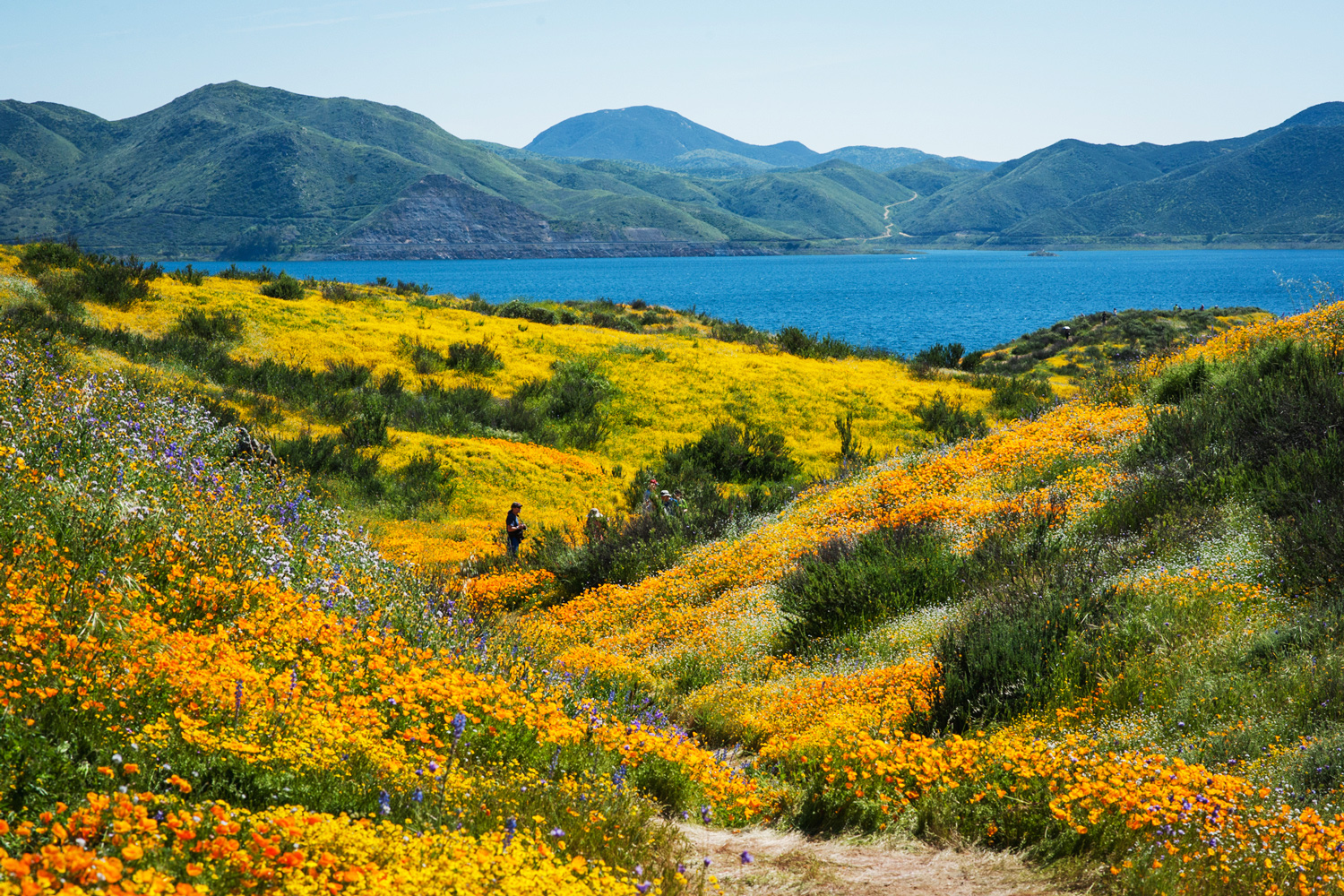 du lịch siêu nở hoa California