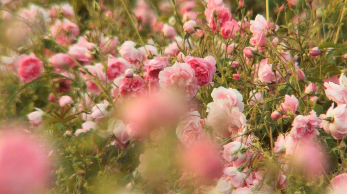 Bán cây hoa hồng bụi Boscobel Rose giá tốt Hiens Garden