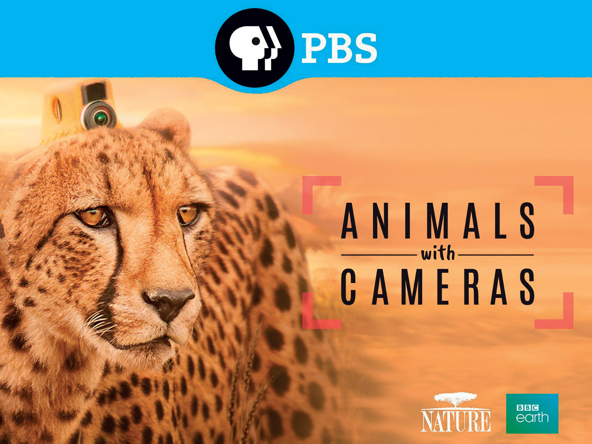 poster Animals with camera