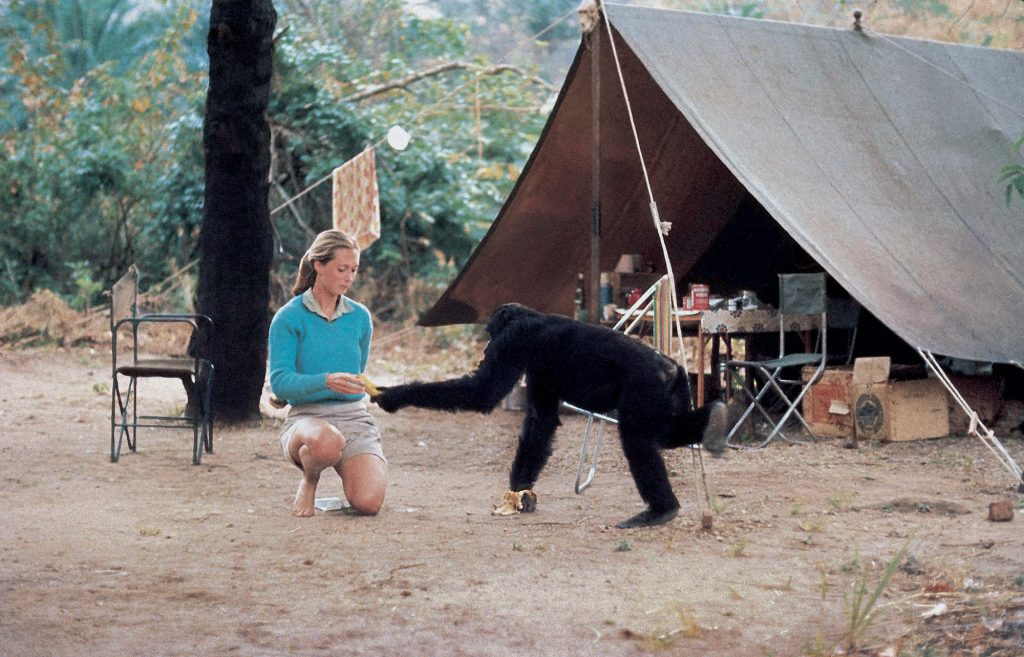 Jane Goodall bảo vệ động vật