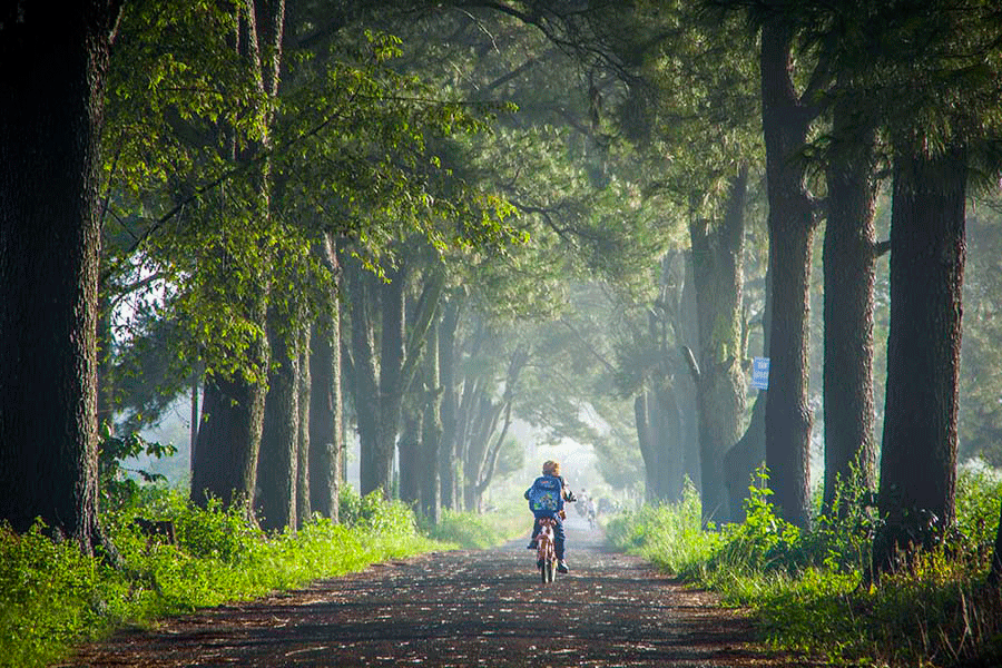 con đường hàng thông pleiku