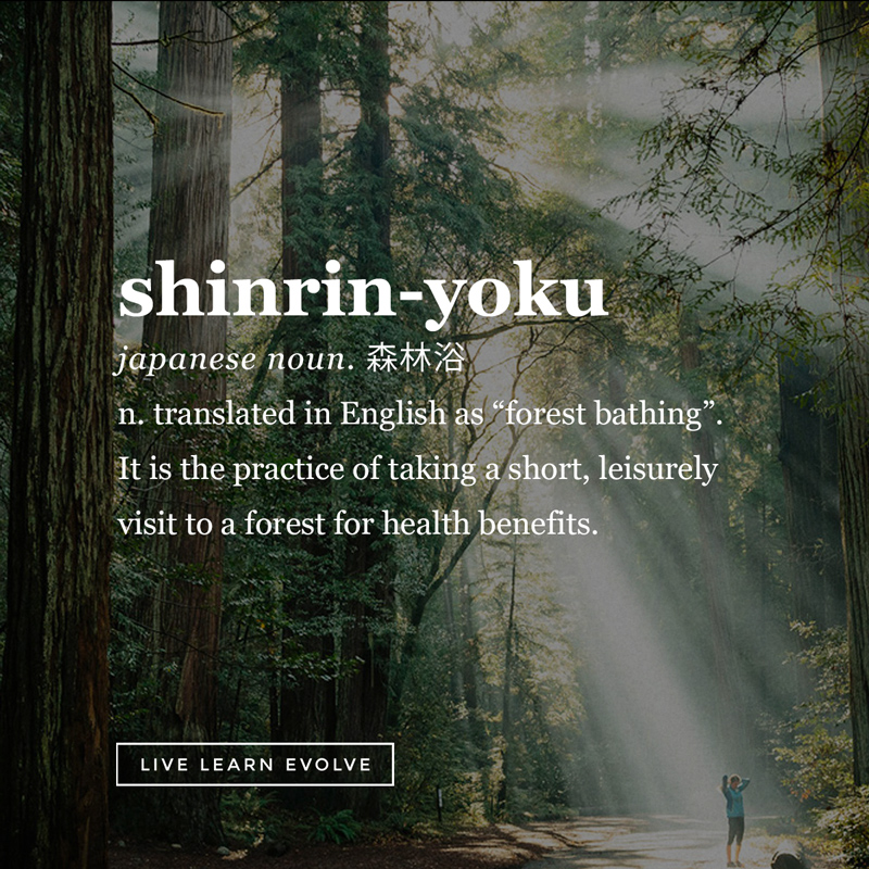 shinrin yoku tắm rừng