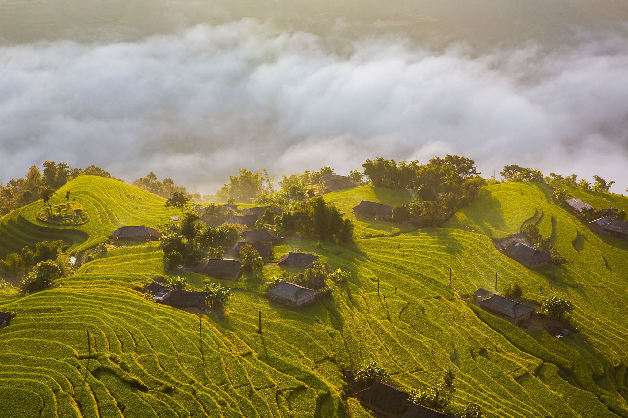 du lịch hoàng su phì hà giang mùa lúa chín