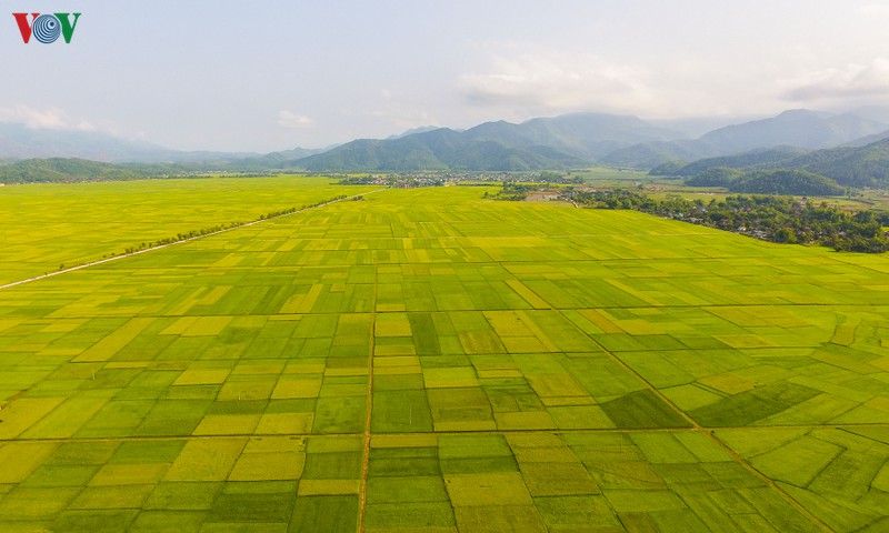 du lịch mường thanh điện biên mùa lúa chín