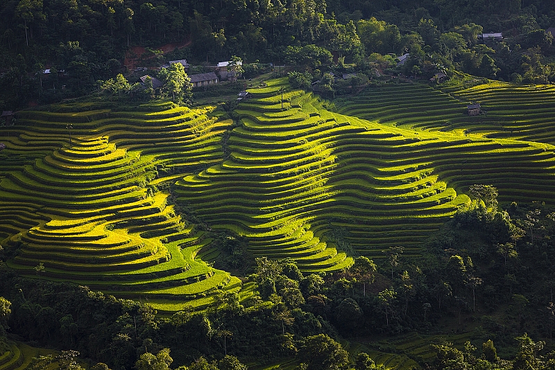 du lịch ruộng bậc thang hà giang mùa lúa chín