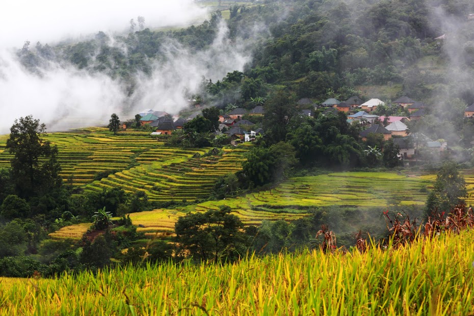 du lịch y tý mùa lúa chín