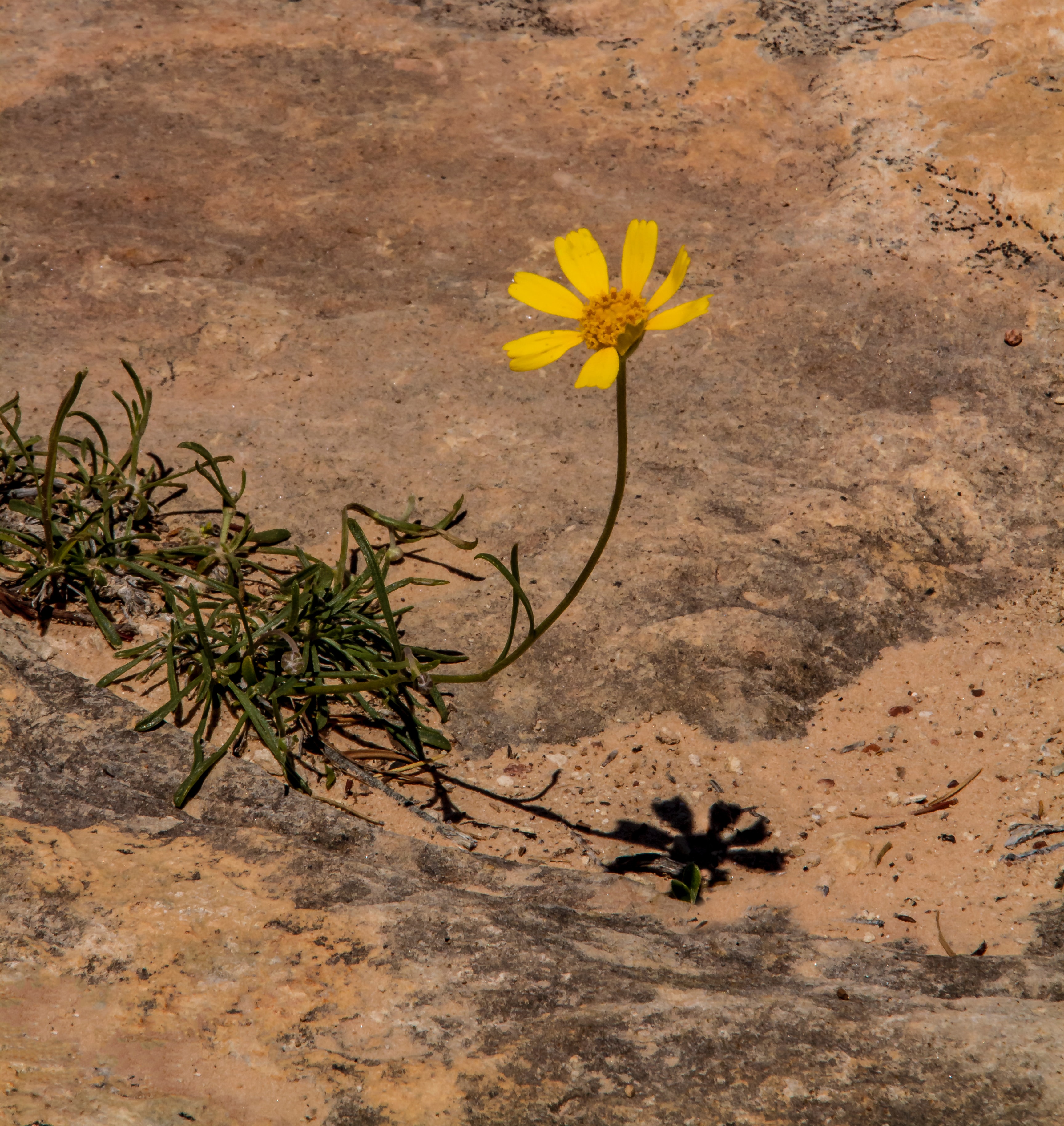 cuộc sống nguyên lý hermetic bông hoa giữa sa mạc