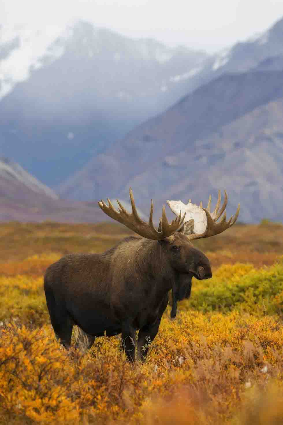 mùa thu ở công viên denali