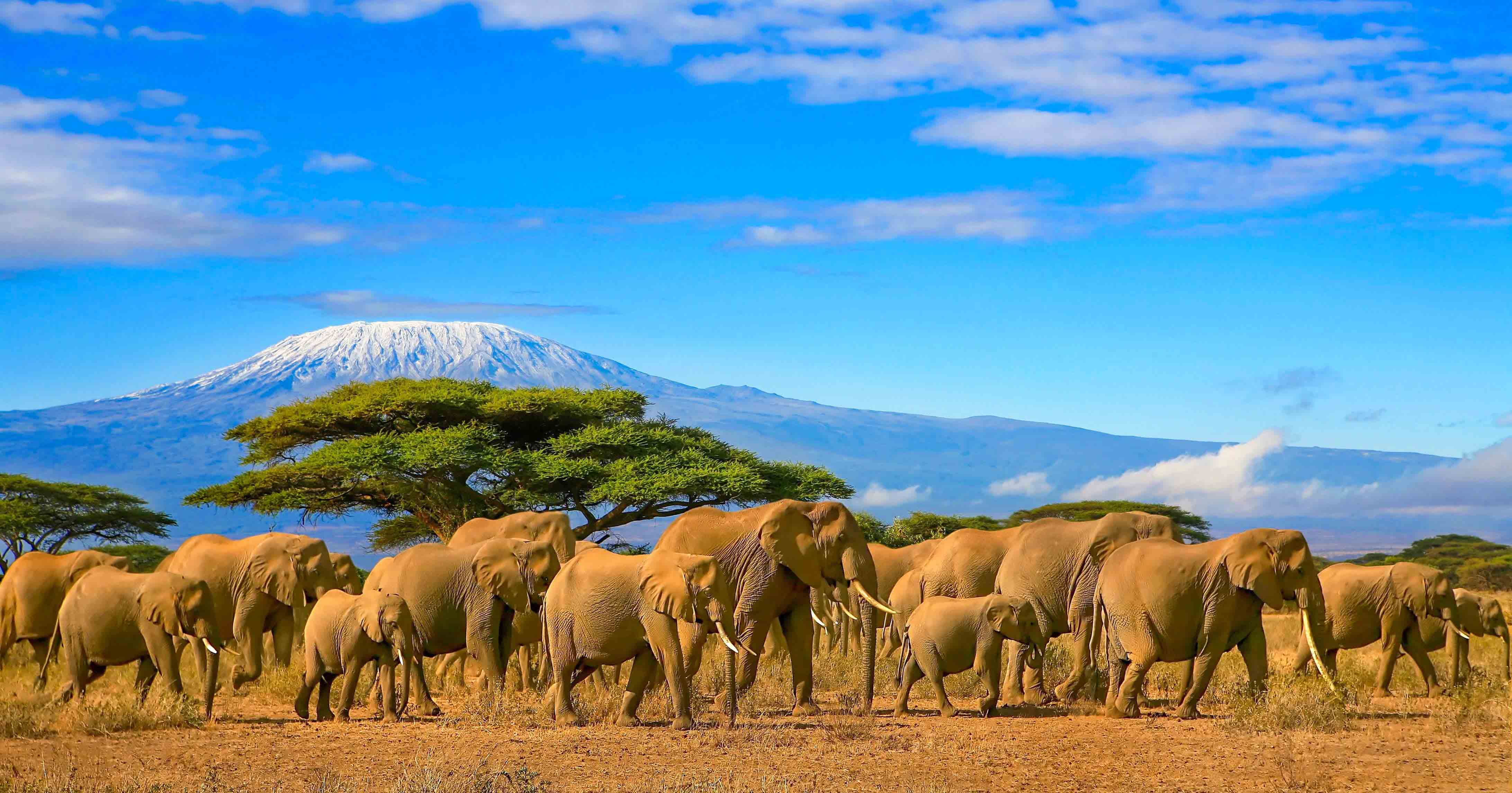 đàn voi ở kilimanjaro cặp đôi