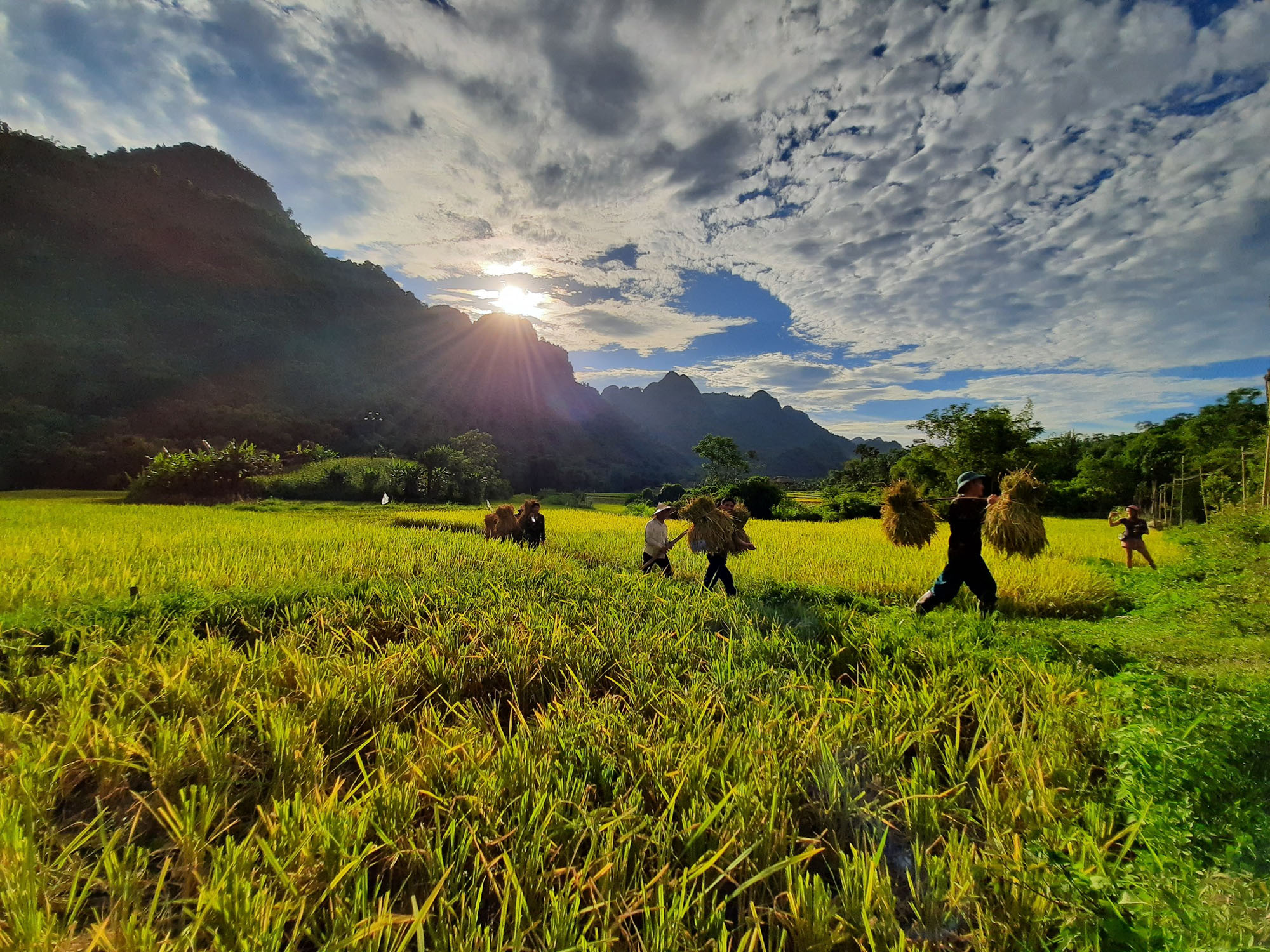 cánh đồng lúa chín