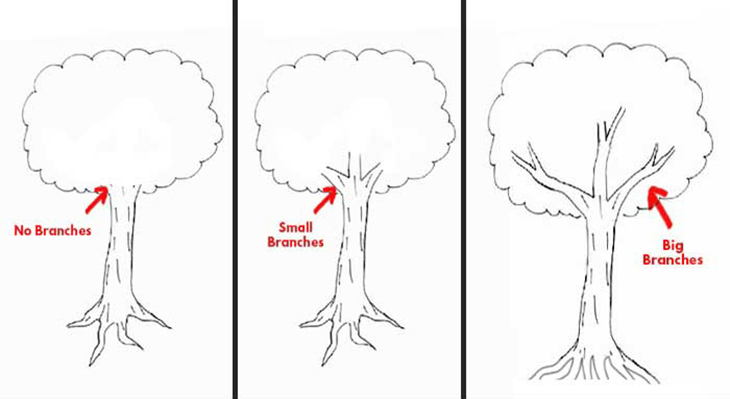 Trắc nghiệm vẽ cây của Karl Koch tiết lộ gì về tính cách của bạn